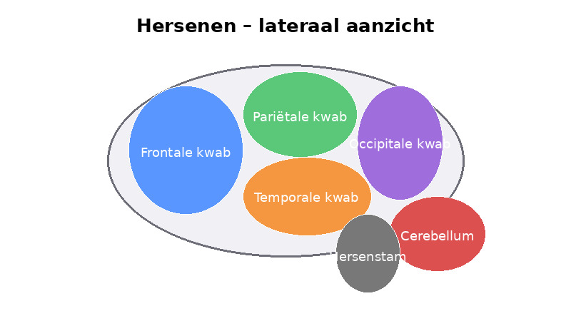 Menselijk brein anatomie