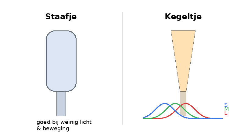 Kleurperceptie kegeltjes