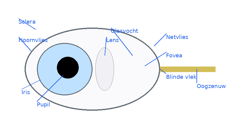 Anatomie van het menselijk oog