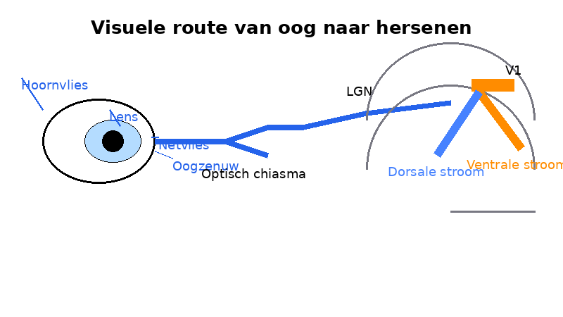 Hoe werken optische illusies?